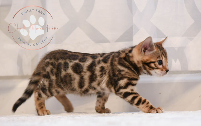 Bengal kitten for sale